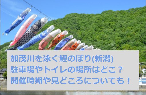 加茂川を泳ぐ鯉のぼり 新潟 21の駐車場やトイレの場所はどこ 開催時期はいつからいつまで 見どころについても