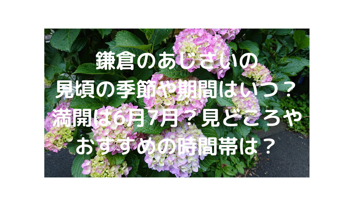 鎌倉のあじさいの見頃の季節や期間はいつ 満開は6月7月 見どころやおすすめの時間帯は