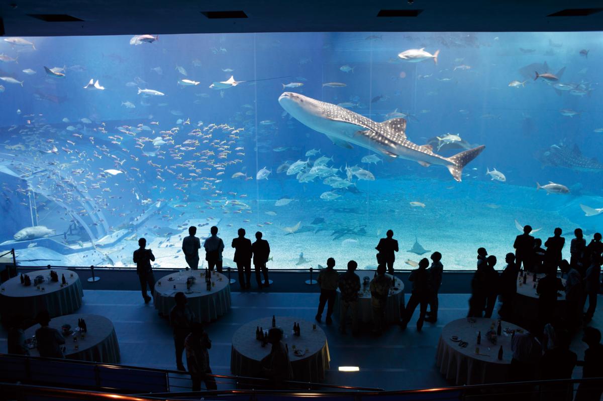 【水族館】『沖縄美ら海水族館 』の魅力は？基本情報も紹介